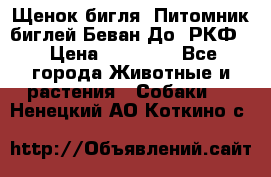 Щенок бигля. Питомник биглей Беван-До (РКФ) › Цена ­ 20 000 - Все города Животные и растения » Собаки   . Ненецкий АО,Коткино с.